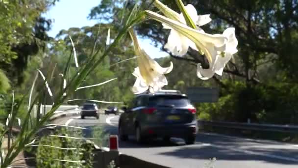 Blütentänze Straßenrand Wind Vorbeifahrender Fahrzeuge — Stockvideo