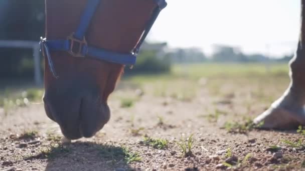 晴れた日にパドックで草を食べるライトブラウンの馬の中に極端なクローズアップ低角度 — ストック動画