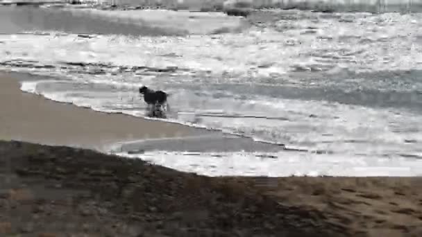 Pies Cieszący Się Sandy Beach Honolulu Wyspie Oahu Hawaje — Wideo stockowe