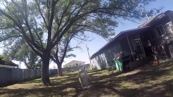 Slow Motion Χάσκι Σκυλί Στην Πίσω Αυλή Παίζει Τρέχει Μετά — Αρχείο Βίντεο