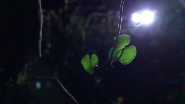 Şafak Sökmeden Önce Sarmaşıklı Mor Çiçek — Stok video