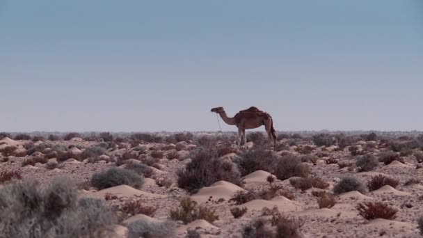 Camel Tied Feet Advancing Moroccan Desert — Stock Video