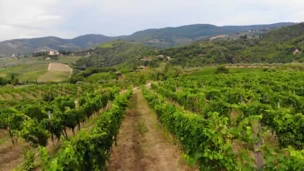 Latanie Przez Winnice Ładnym Krajobrazem Włoszech — Wideo stockowe
