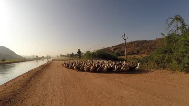 Manadas Pato Con Granjero Caminando Por Carretera Hampi Karnataka India — Vídeos de Stock