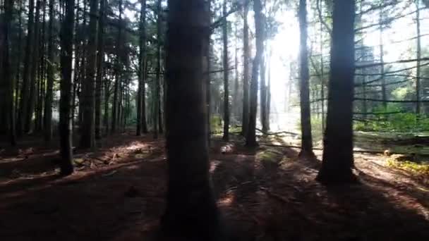 Uhd Shot Slow Biking Dutch Garden Park Sun Shining Trees — 图库视频影像