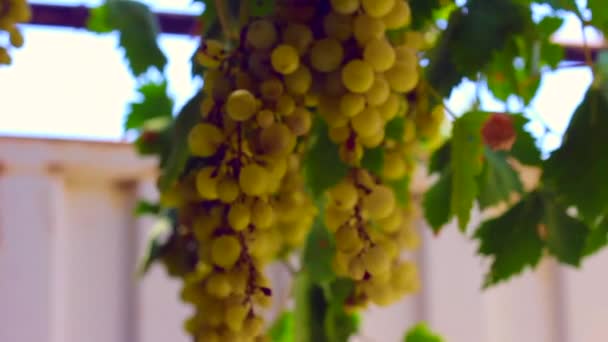 Winogrona Wiszące Słońcu — Wideo stockowe