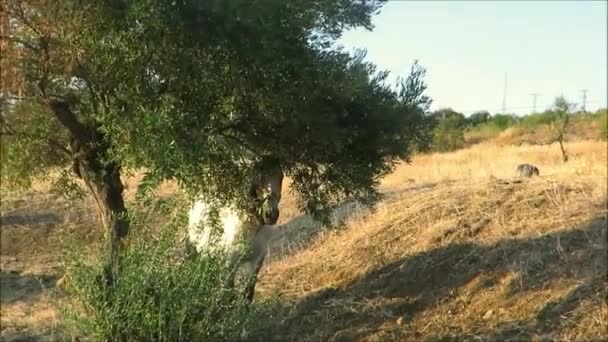 Paard Zoek Naar Schaduw Van Zomerzon Onder Olijfboom Het Landelijke — Stockvideo