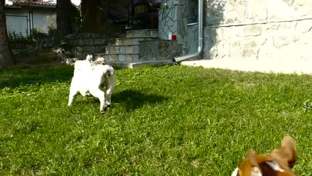 Twee Bulldogs Spelen Het Gras — Stockvideo