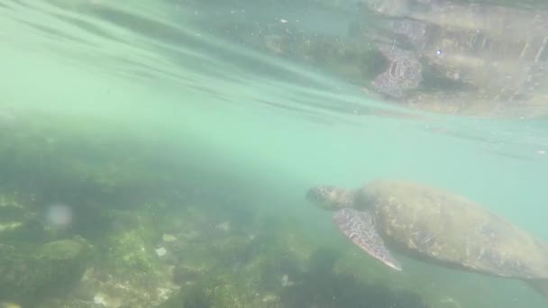 一只绿海龟靠近海岸觅食的水下摄像镜头 — 图库视频影像
