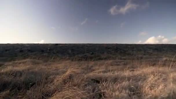 Gyors Mozgás Fűben Izlandon Idegenforgalmi Ország — Stock videók