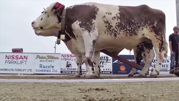 負担の牛の獣 Oxen — ストック動画