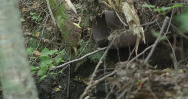 Vattenavlopp Från Kulvern Skogen — Stockvideo