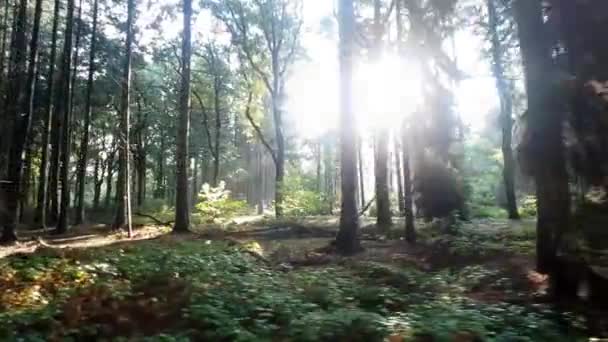 1080 Shot 慢慢地骑自行车穿过一个凌乱的花园公园 阳光在树林中闪耀 — 图库视频影像