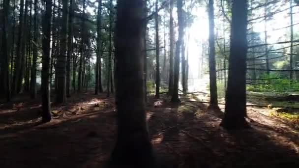 1080 Strzał Wolna Jazda Rowerze Przez Holenderski Park Ogrodowy Słońcem — Wideo stockowe