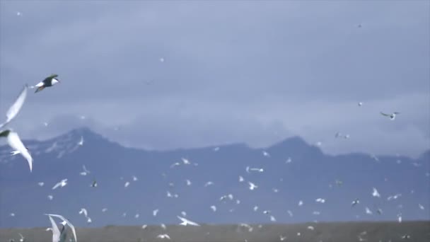 Sacco Uccelli Che Volano Nel Lago Ghiacciato Islanda — Video Stock
