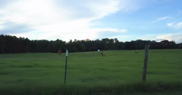 Беспилотник Над Пастбищем Сельской Местности Флориды Коровами — стоковое видео