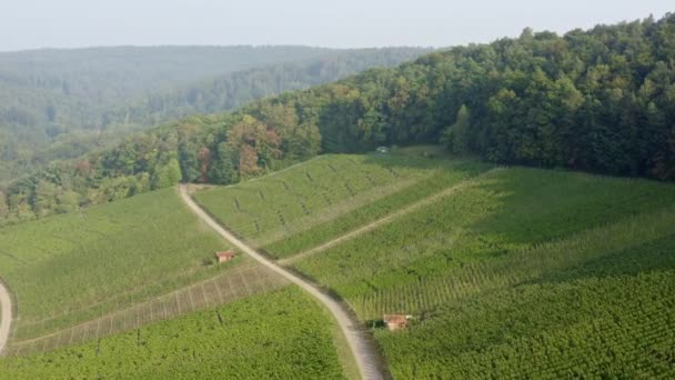 Wijngaard Vogelperspectief Duitsland — Stockvideo