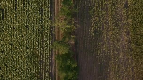 Dynamic Aerial Shot Sunflower Corn Fields Danubian Lowlands Slovakia — Stok Video