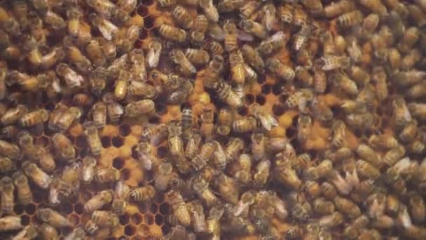 Медові Бджоли Скляному Покритті Будують Своє Гніздо Shot Uhd Charlo — стокове відео