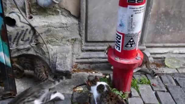 Katter Som Äter Galata Istanbul — Stockvideo