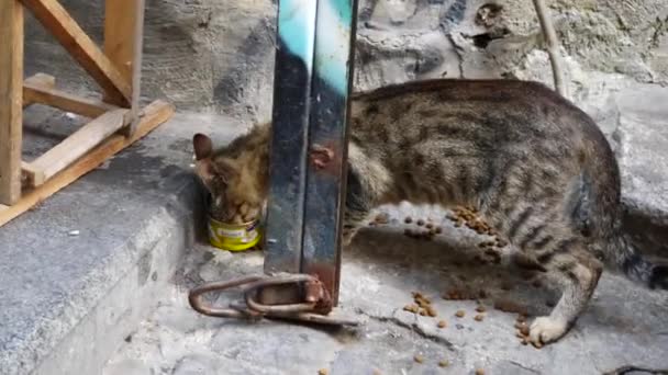 Katter Som Äter Galata Istanbul — Stockvideo