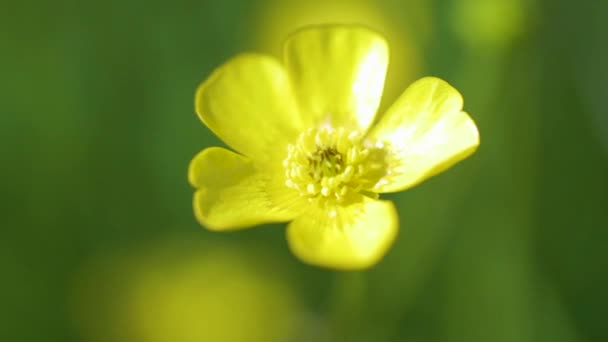 Close Uma Flor Amarela Buttercup Movendo Vento — Vídeo de Stock