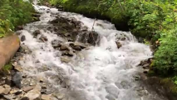 Small Burbling Mountain Stream Swiss Alps — Stock Video