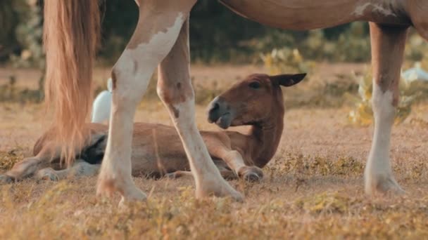 Bonito Pouco Pônei Cinemático Tiro Lento Movimento — Vídeo de Stock