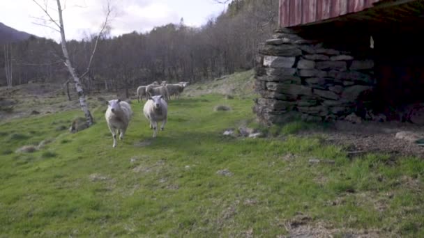 Bílé Ovce Kráčející Otáčející Poli Blízkosti Kůlny — Stock video