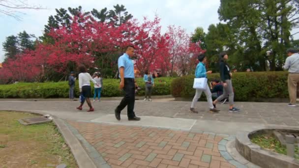 アジアの人々は台北市内の公園を歩いていて 背景には素晴らしい開花木があります — ストック動画