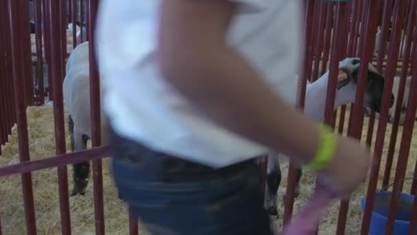 Man Leads Sheep Two Other Sheep Pen Livestock Barn County — Stock Video