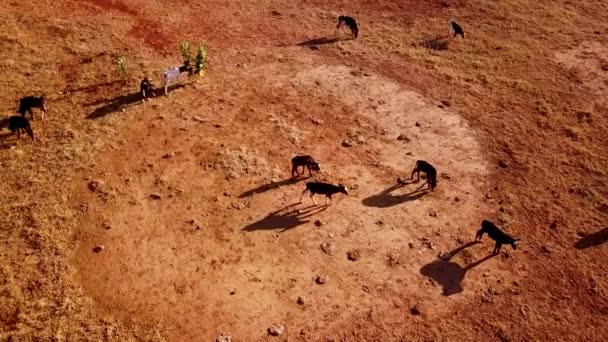 Αεροφωτογραφία Παράλλαξης Που Κάνει Κύκλους Πάνω Από Ένα Κοπάδι Βοοειδών — Αρχείο Βίντεο