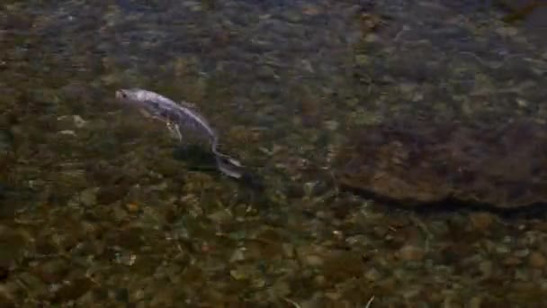 一个县城的集市上 多彩的科伊鱼在畜栏的人工池塘里游来游去 — 图库视频影像