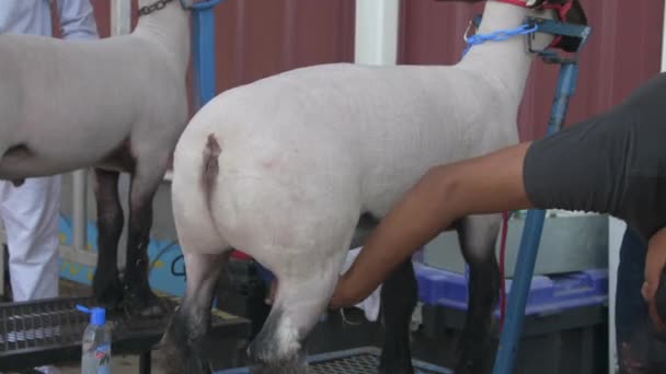 Boy Washes Sheep Belly Livestock Barn Sunny Day County Fair — Stock Video