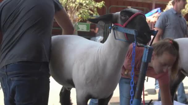 郡祭の晴れた日に家畜小屋で結ばれた羊をブラシと新郎 — ストック動画