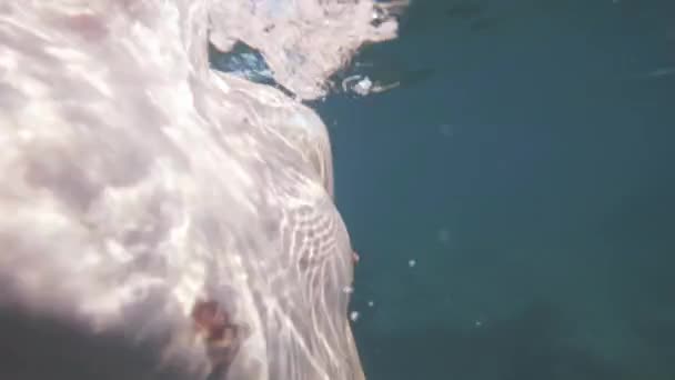 Draadwater Vrij Duiken Zwemmen Drijvend Zee — Stockvideo
