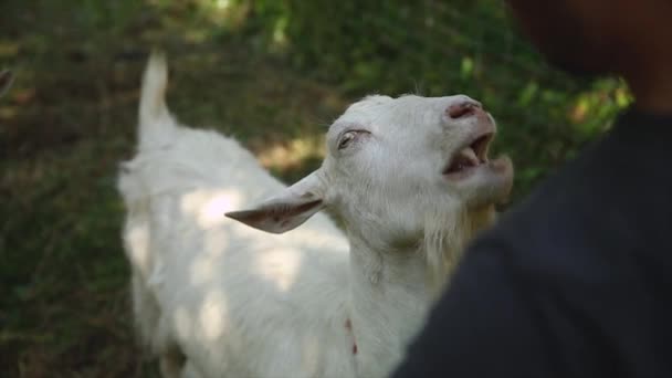 男人在农场里给山羊喂水果小吃 — 图库视频影像