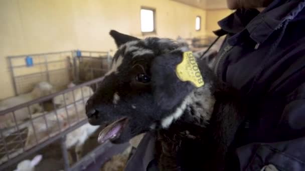 Preto Branco Cordeiro Bleating Colo Uma Mulher — Vídeo de Stock