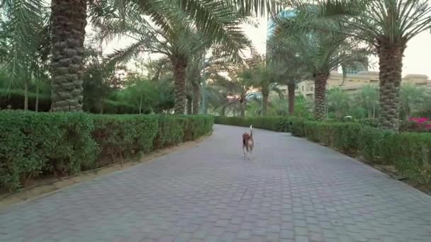 Beagle Walking Away Park Disappearing Bushes — Stock Video