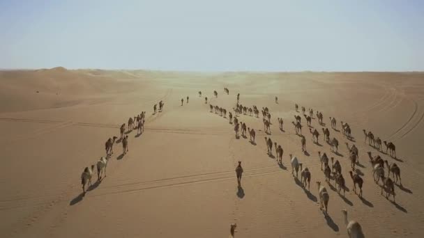 ラクダの空中ショット大きな砂漠を横断聞いた — ストック動画