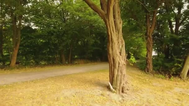 Images Drones Volant Proximité Autour Arbre — Video