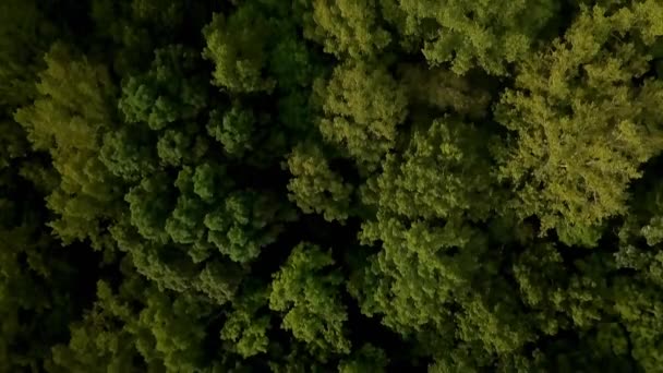Drohnenflug Blickt Geradewegs Den Wald — Stockvideo