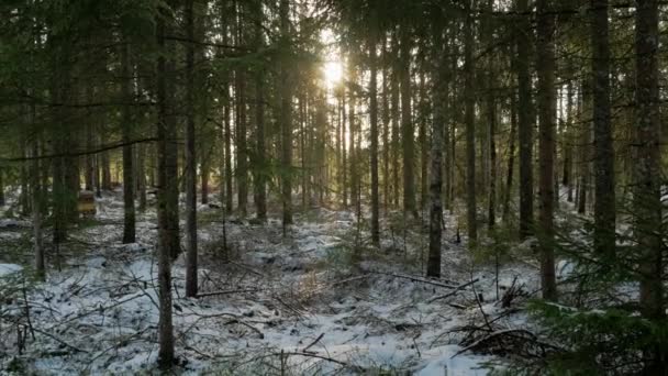 Ett Fridfullt Vinterland Norra Sverige — Stockvideo