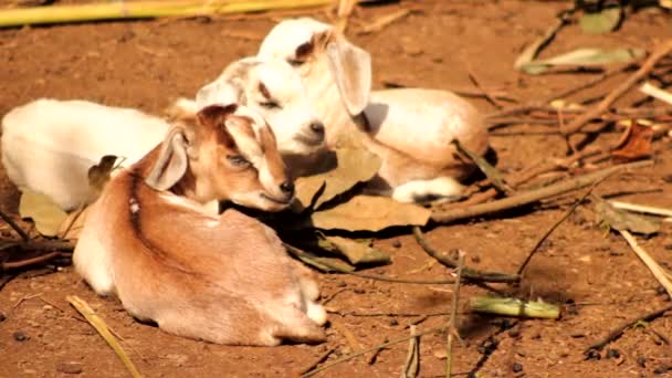 Cabras Bebé Descansando Granja — Vídeos de Stock