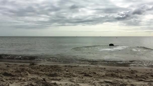 Hund Som Badar Havet Och Springer Mot Stranden — Stockvideo