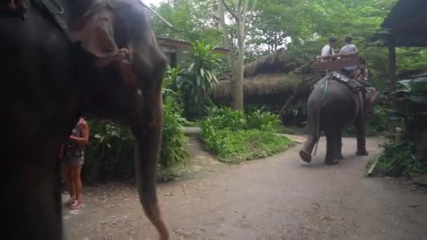 Elefantenritt Chiangmai Thailand — Stockvideo