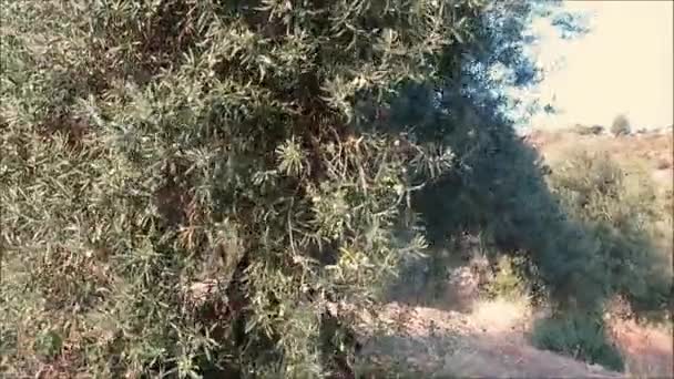 Olive Nuova Stagione Sugli Alberi Che Muovono Sotto Vento Del — Video Stock