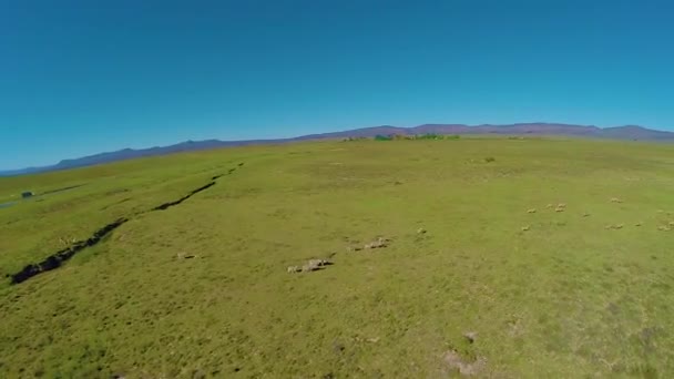 Vista Fazenda Karoo Sheep — Vídeo de Stock