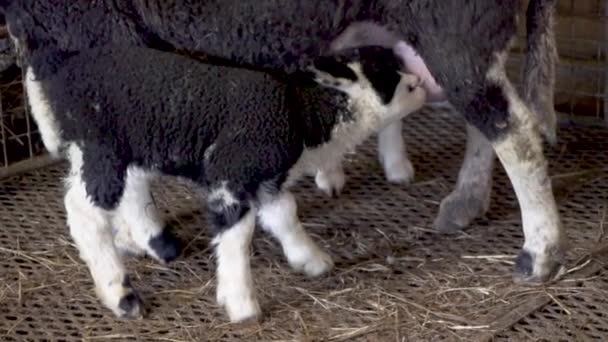 Zwart Wit Lam Dat Melk Drinkt Van Moeder Sheep Slomo — Stockvideo