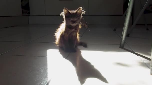 Meine Katze Vor Dem Fenster Ist Süß — Stockvideo